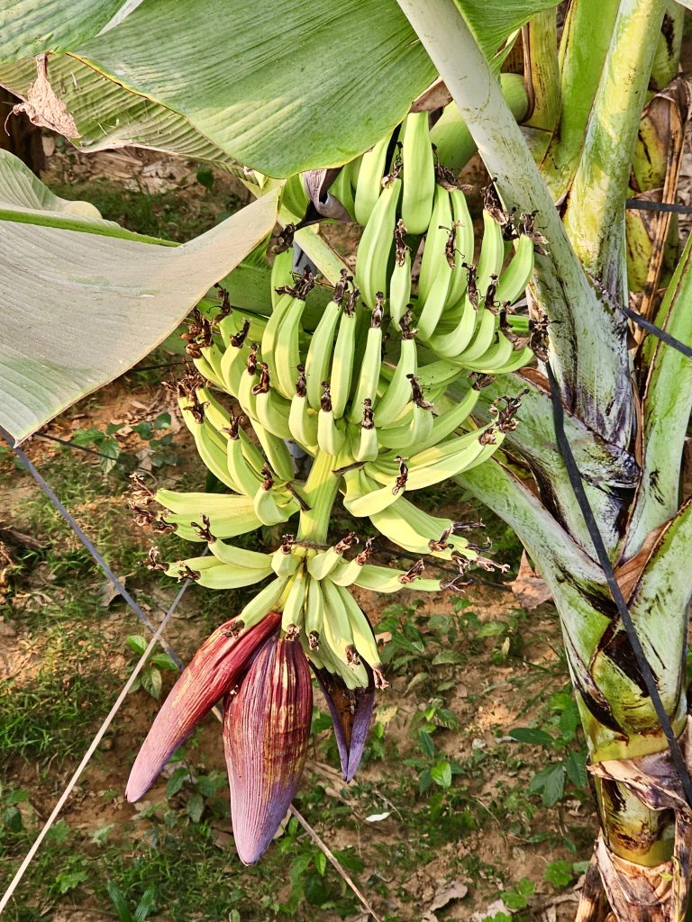 Top view of tender bannas from Oorkkadavu bridge, Kozhikode, Kerala.