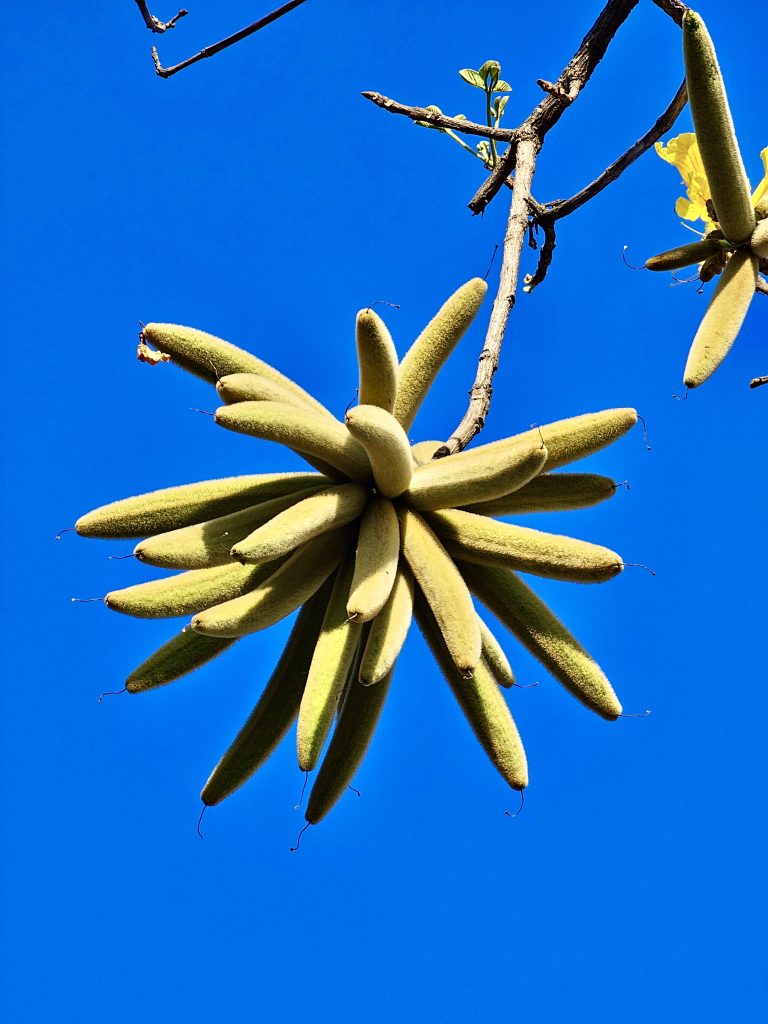 Closer view of Golden Trumpet flower seeds from Parvati Hills, Pune, Maharashtra.