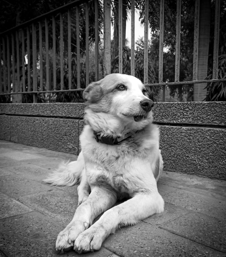 Dog laying on the sidewalk, facing photographer, quite close. The dog is looking off into the distance.