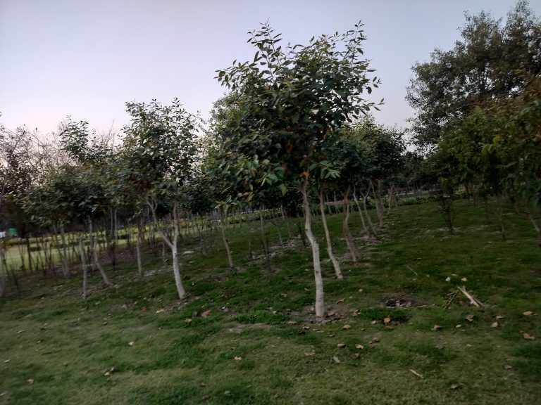 A serene field with lush green trees and grass.