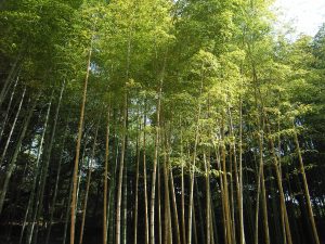 Bamboo forest
