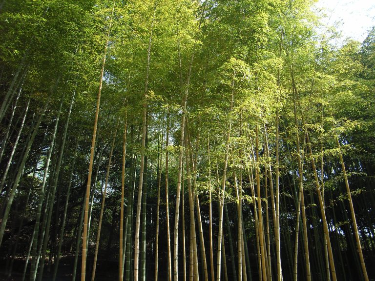 Bamboo forest