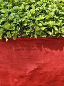 A bunch of mint leaves covered by wet red cotton cloth. It’s used as an ingredient in cool drinks. From the streets of Pune, Maharashtra.