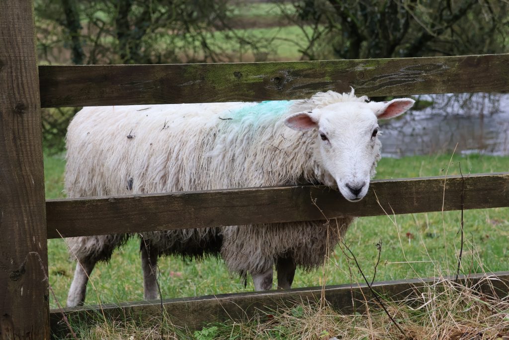 A sheep looking through a wooden fence.