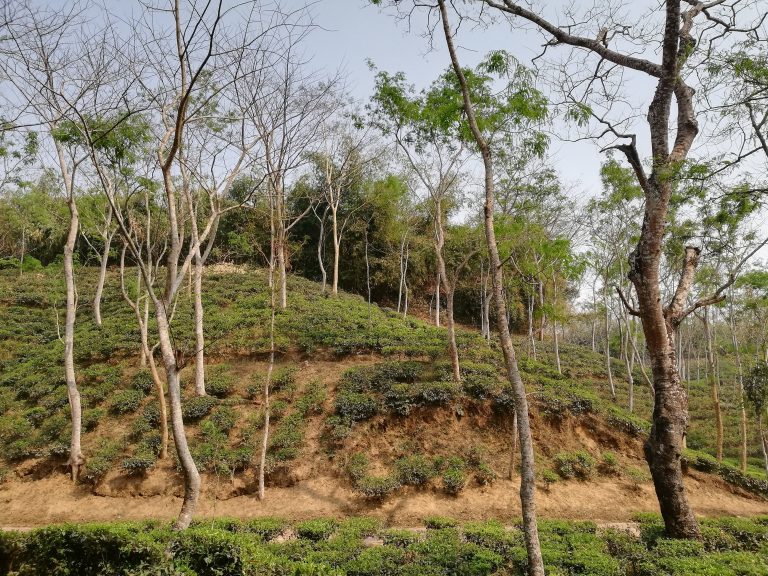 A terraced hillside covered with tea plants, interspersed with some leafless trees, under a clear sky.