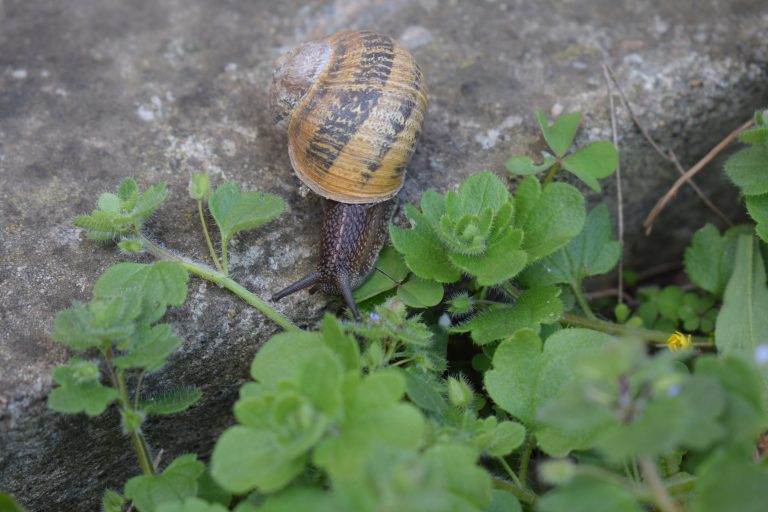 A snail on the ground with the green plants