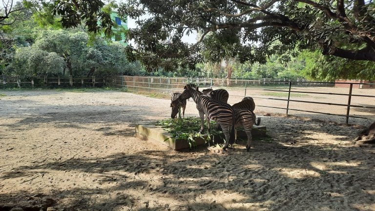 A long view of Zebras at Bangladesh National Zoo, Dhaka