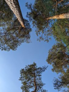 Trees (pines to be exact), clear blue sky, sunny day