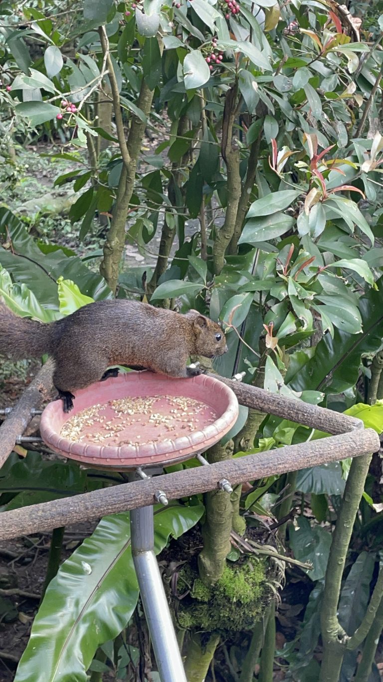 Squirrel in Taipei Zoo