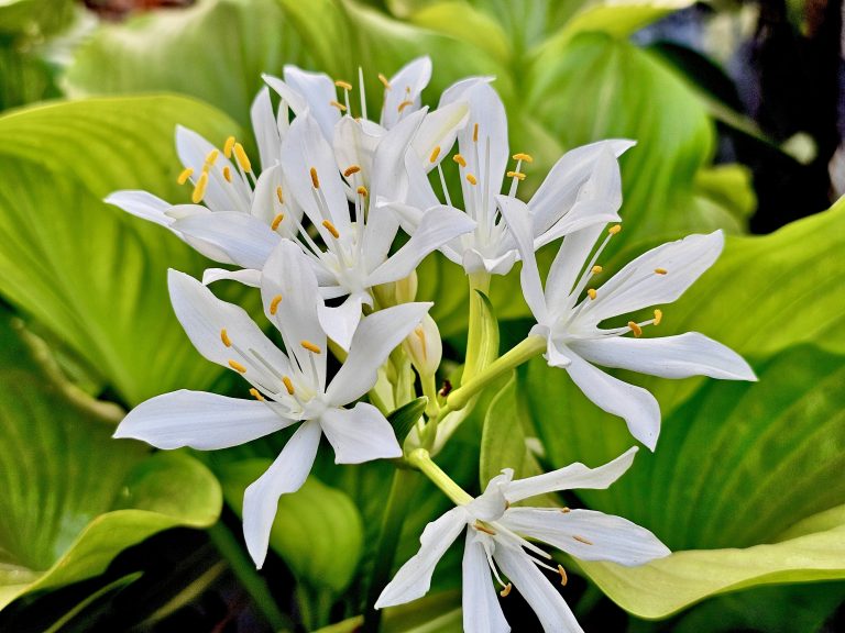 Proiphys flowers from our garden. Located in Perumanna, Kozhikode, Kerala.