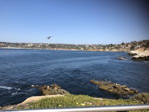 Waterfront view of La Jolla Bay with sea lions basking on rocks in the foreground and a sea gull soaring center frame (Point La Jolla, La Jolla, San Diego, California)

