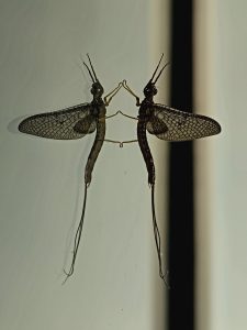 a mayfly on a glass surface, reflected symmetrically.
