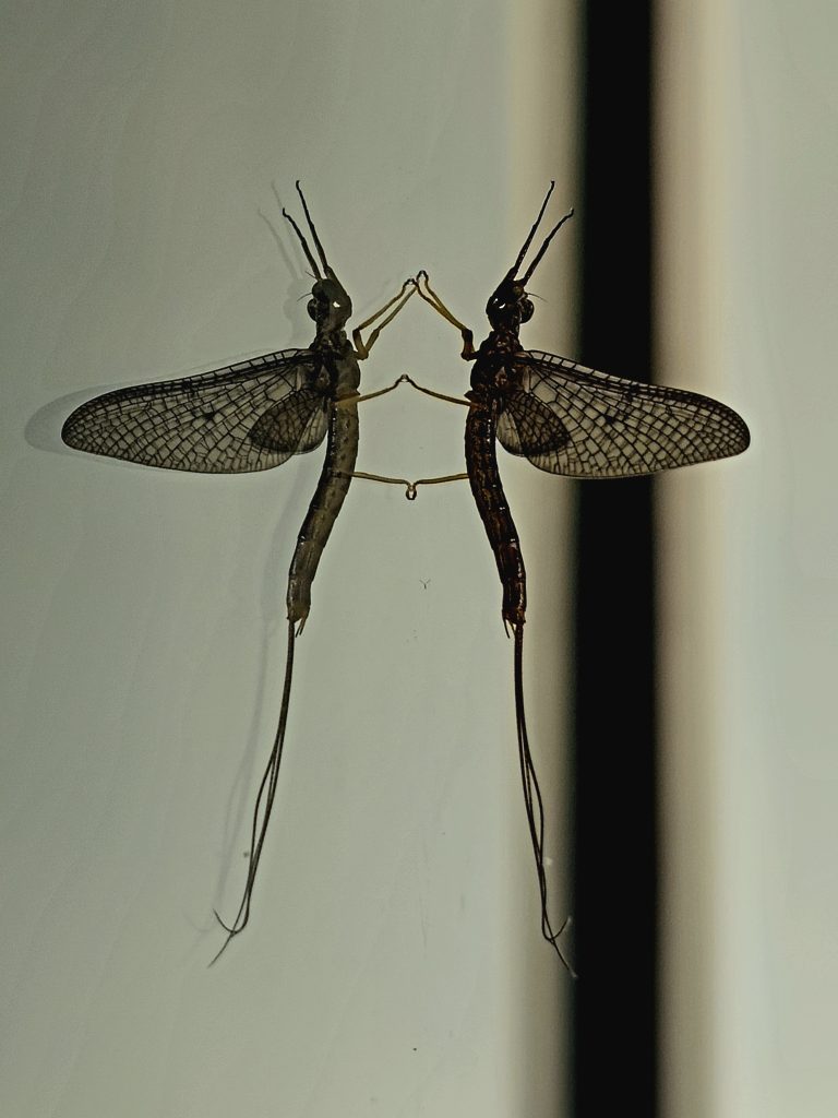 a mayfly on a glass surface, reflected symmetrically.