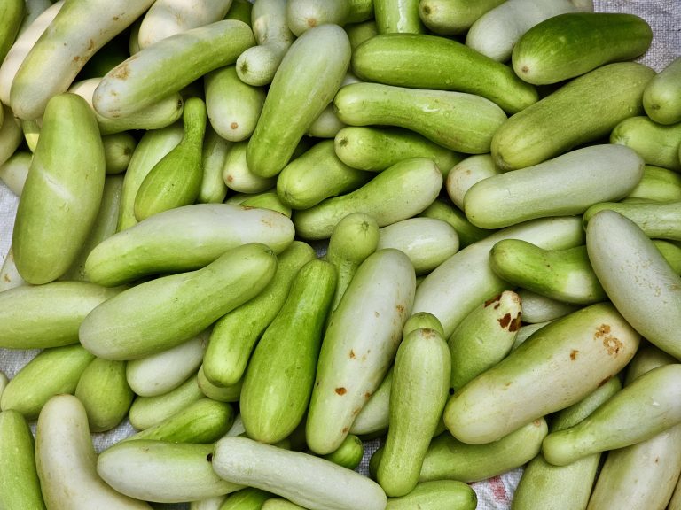 A heap of fresh green cucumbers on a cloth surface from Perumanna, Kozhikode, Kerala.