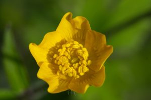 A close look inside the yellow blossom of a Buttercup (Ranunculus bulbosus), showing intricate details of its petals and a cluster of yellow stamens at the center with a blurred green background.