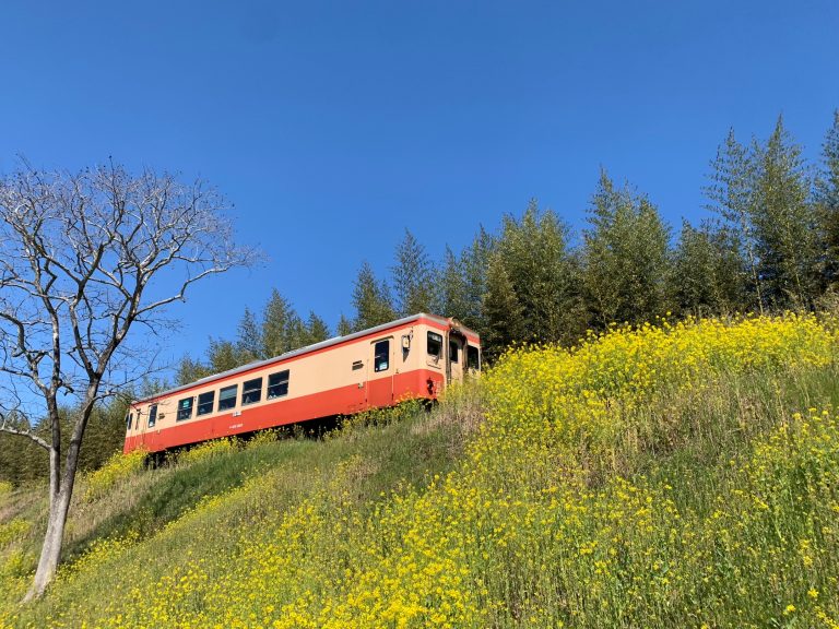 千葉県いすみ市　いすみ鉄道　菜の花を眺める　/　Isumi City, Chiba Viewing the rape blossoms on the Isumi Railway