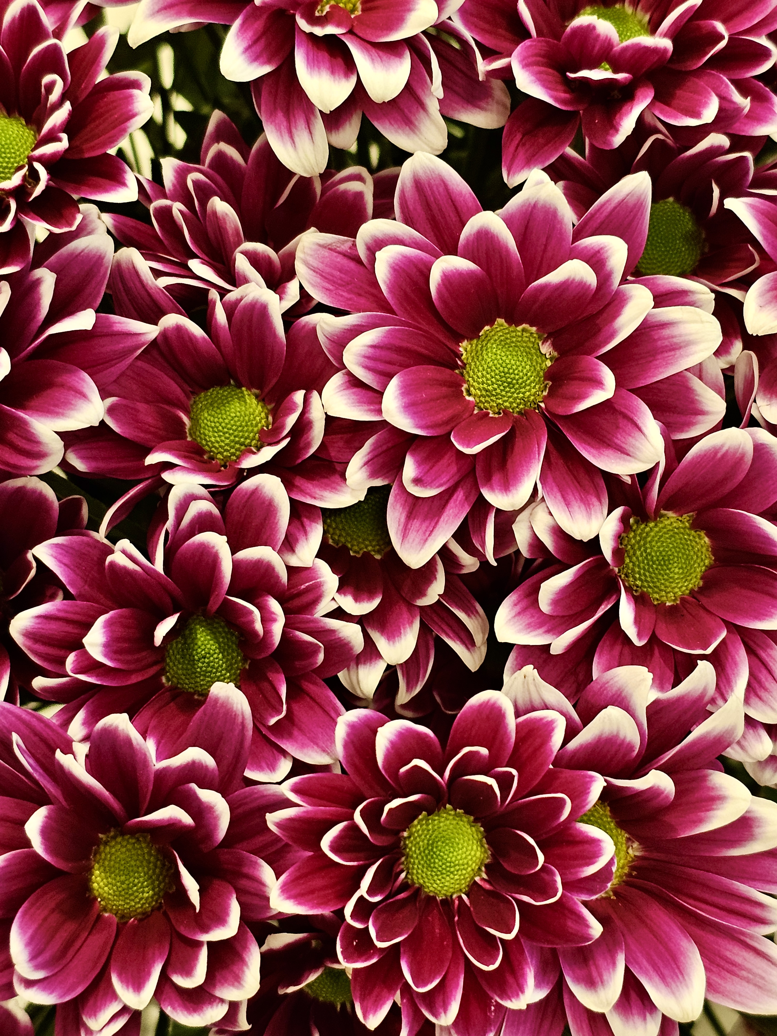 Close up of multi coloured Common daisy flowers. Or it’s variants. From Pune, Maharashtra.