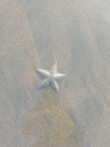 A closeup view of Starfish in the sea beach.