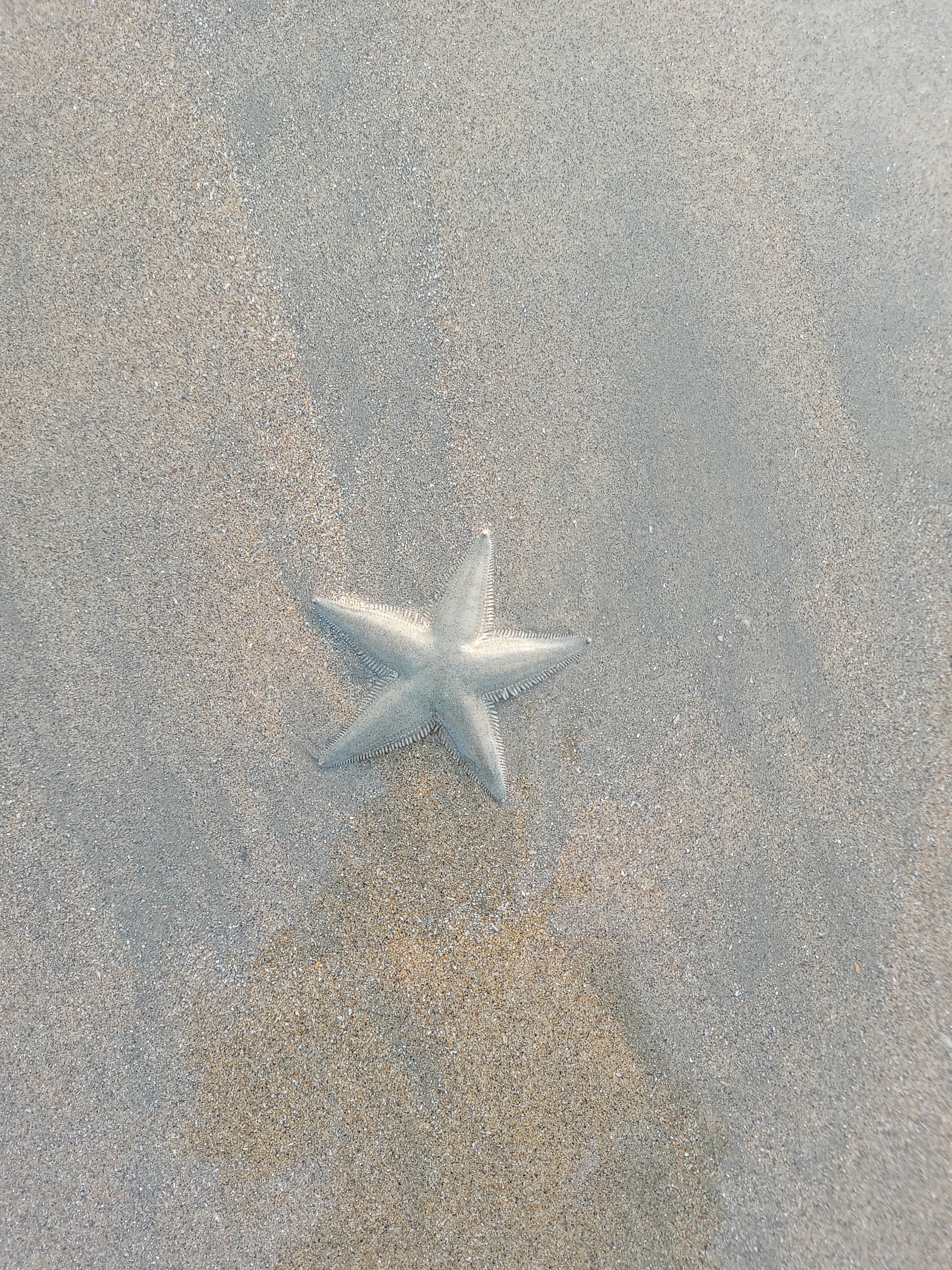 A closeup view of Starfish in the sea beach.