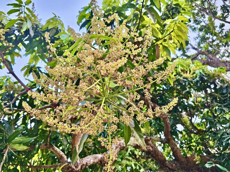 Flowers of an old mango tree. From the banks of Chaliyar river, Perumanna, Kozhikode, Kerala.