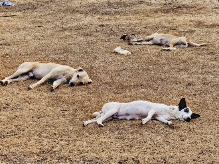 A group of street dogs sleeping under the evening sun. From Pantheerankav, Kozhikode, Kerala.