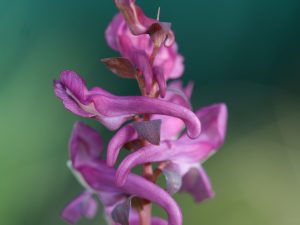 The inflorescence of a wild herb (Corydalis) with purple flowers on a blue-green background.