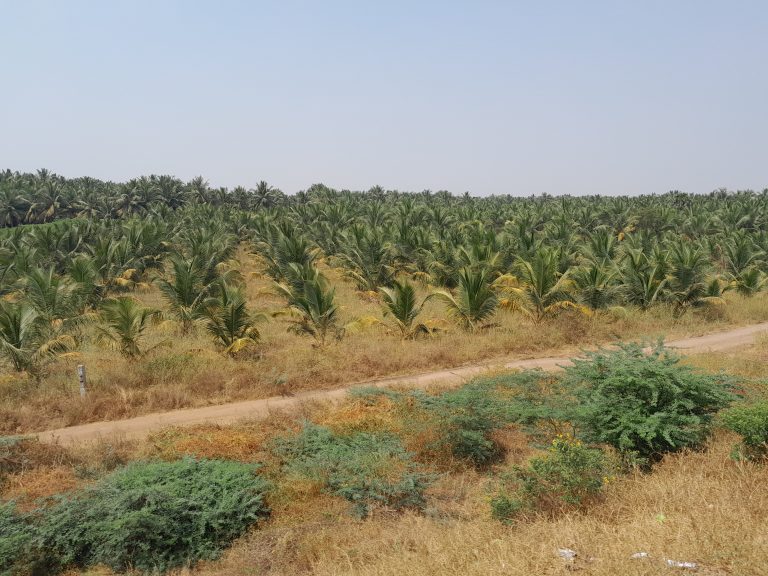 Coconut Trees in a field