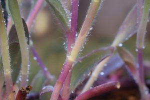 Close-up of dew drops on a plant with green and purple stems covered in fine hairs.
