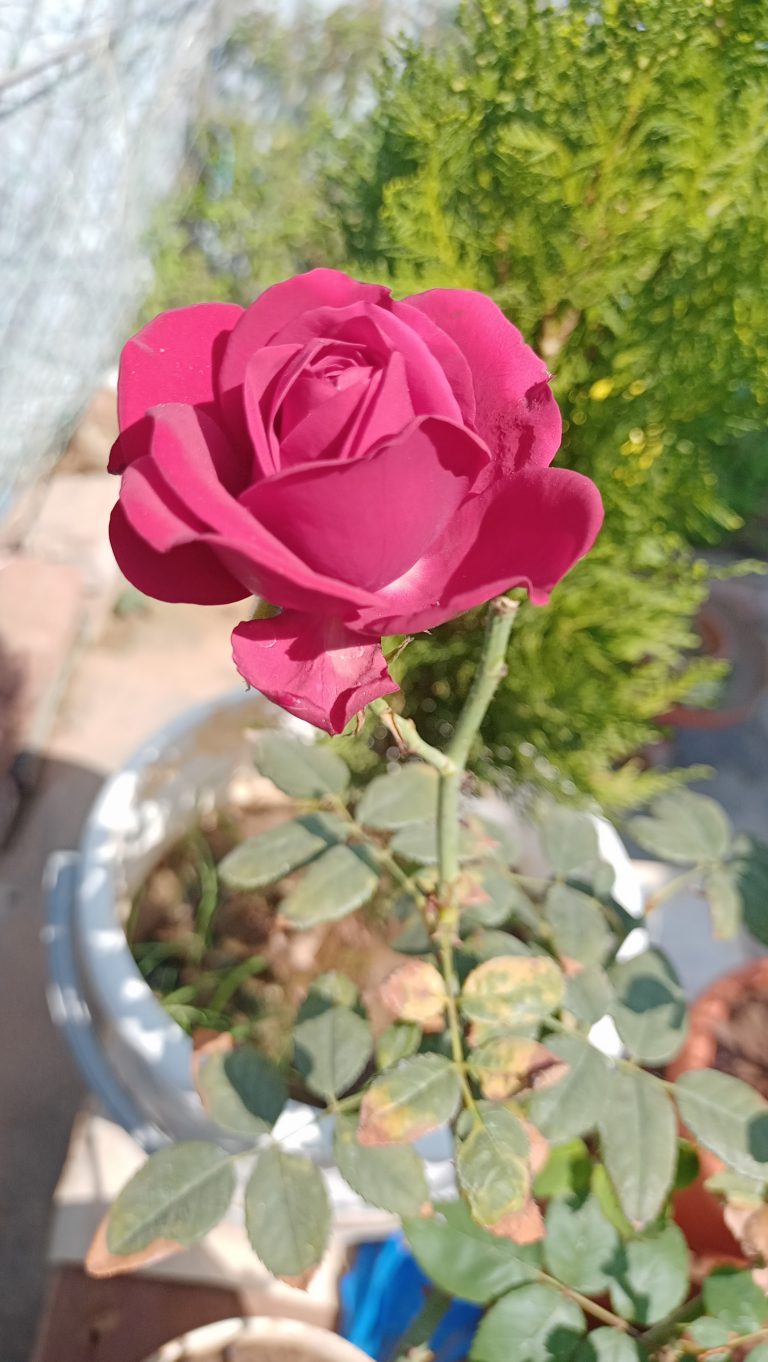 A close-up of a bright pink rose in focus, with a background of softly blurred green foliage.