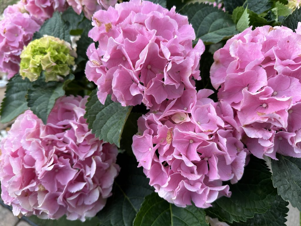 Close-up of vibrant pink hydrangea flowers in bloom with lush green leaves.