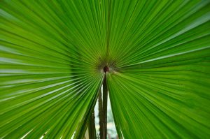 Closeup of a fan palm leaf