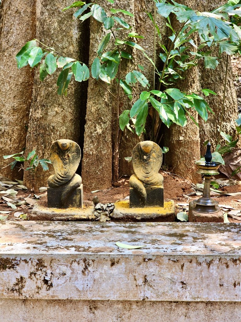 An abode of snakes, from our neighbourhood. A tradition in Kerala for centuries. Located in Perumanna, Kozhikode, Kerala.