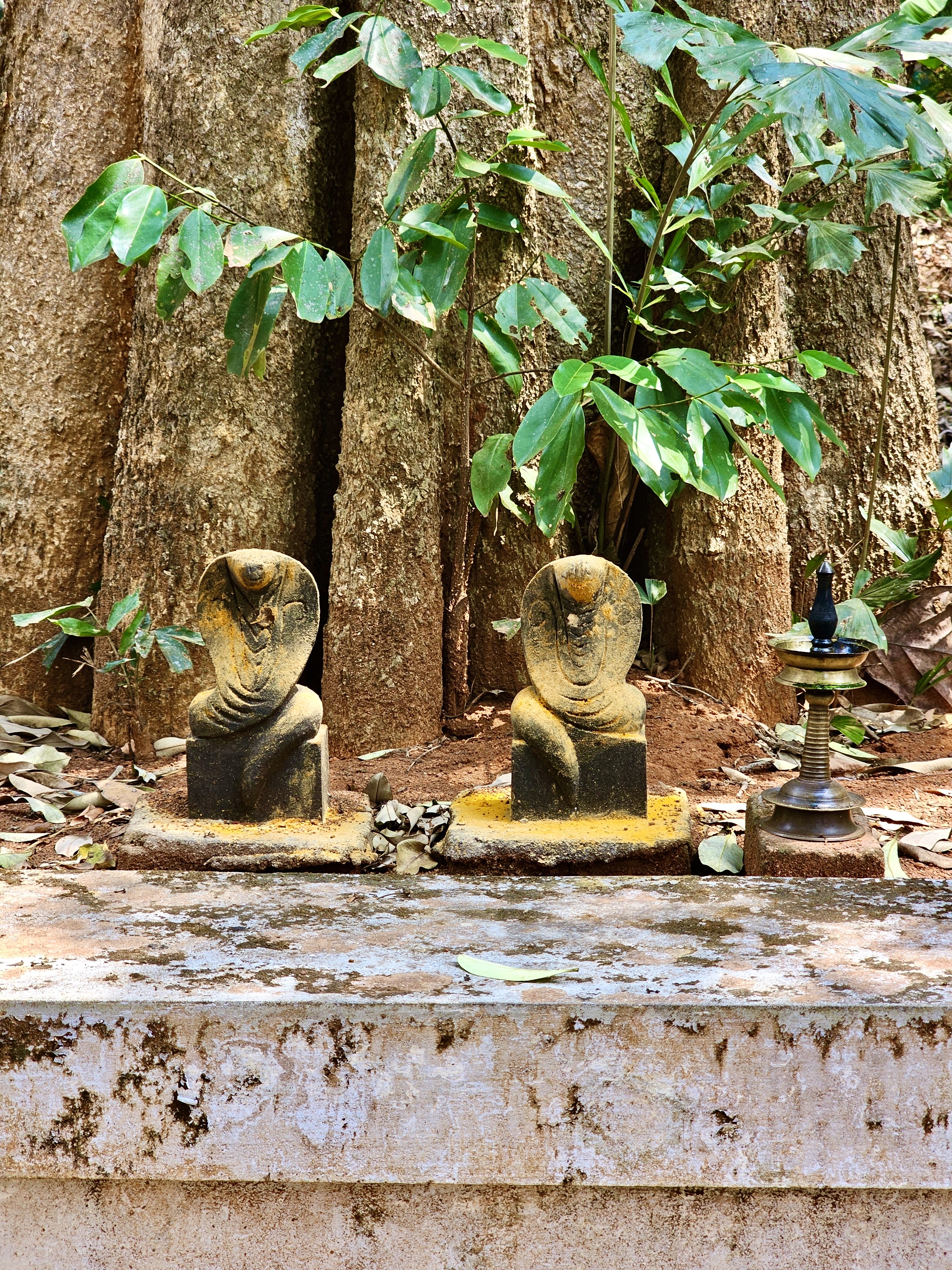 An abode of snakes, from our neighbourhood. A tradition in Kerala for centuries. Located in Perumanna, Kozhikode, Kerala. 