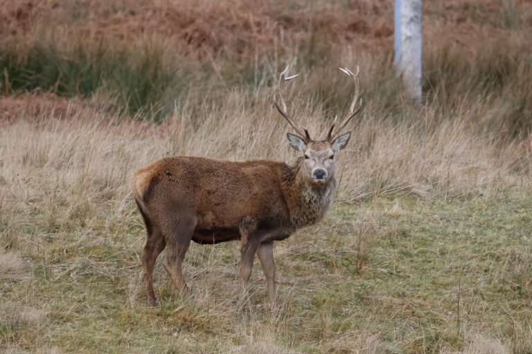 Wild stag looking directly into the lens of the camera