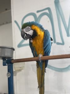 A macaw perched on a brown horizontal rod, with vibrant yellow and blue feathers, green on the top of it's head, and a strong, curved black beak. 