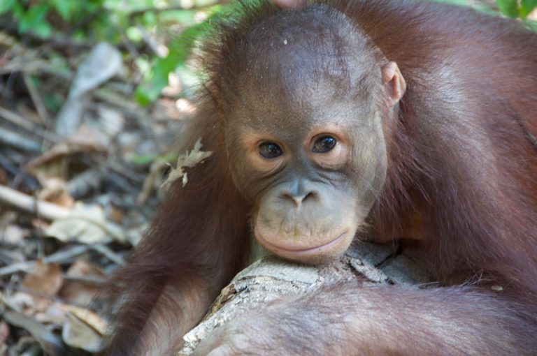 Orang-utan in Kota Kinabalu, Malaysian Borneo