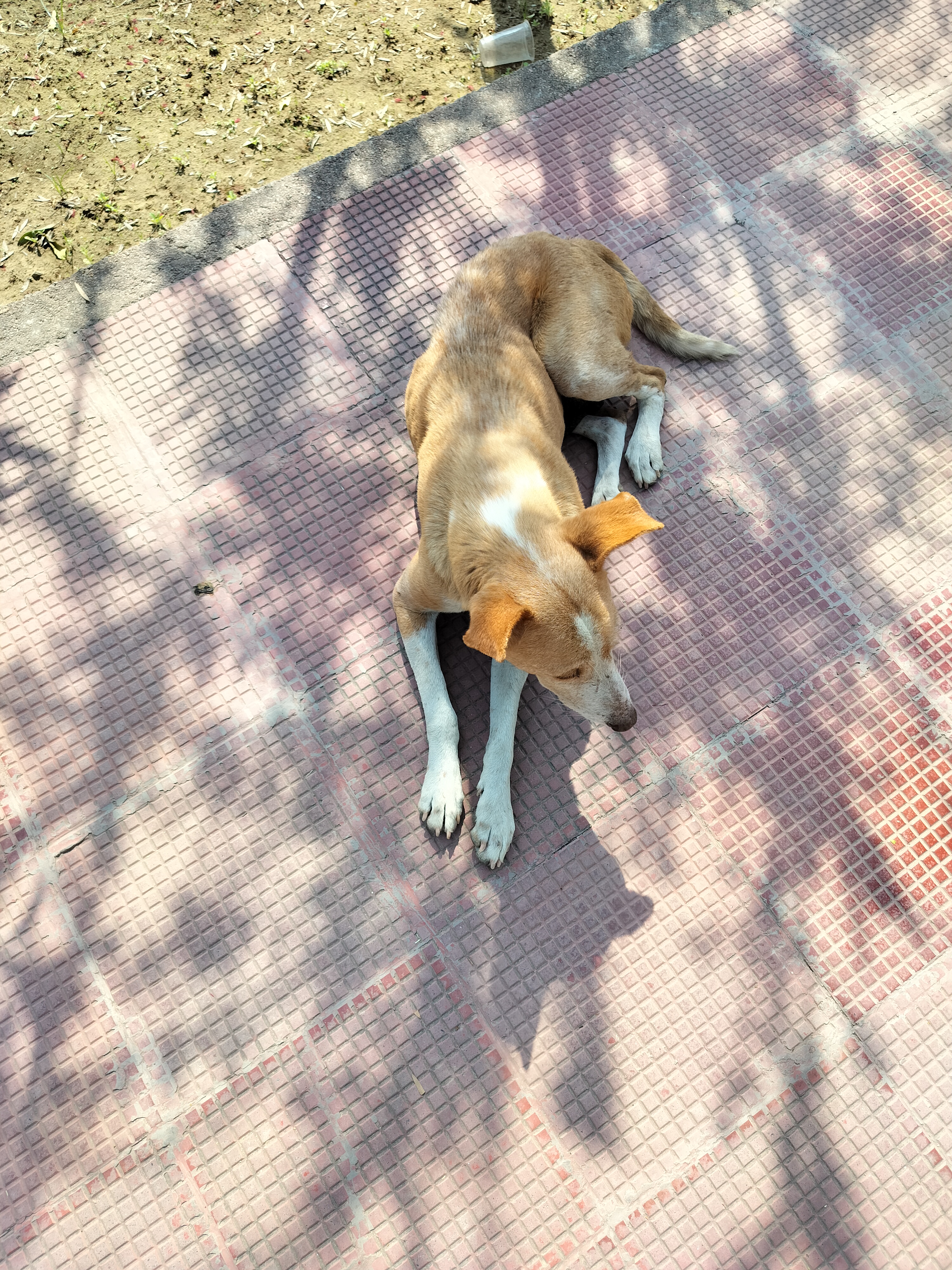 A brown dog lying on a patterned pavement with shadows cast from an overhead structure or tree.