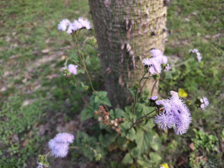 Delicate purple flowers with fluffy petals in focus against a blurred background of a tree trunk and green grass.