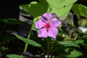 A close-up of a bright pink periwinkle flower with a dark pink center, surrounded by green foliage, in sunlight.