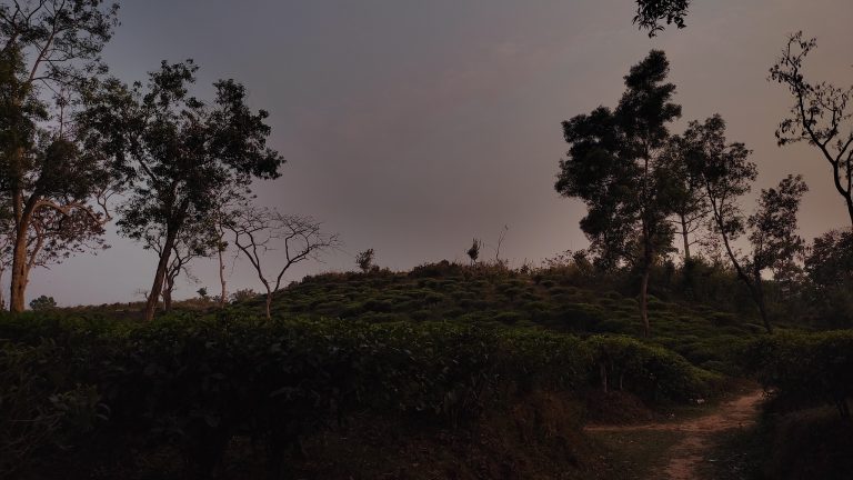 Tea Garden at sunset