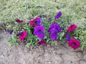 A cluster of vibrant purple and magenta petunia flowers blooming at the edge of a grassy area with some bare soil visible.