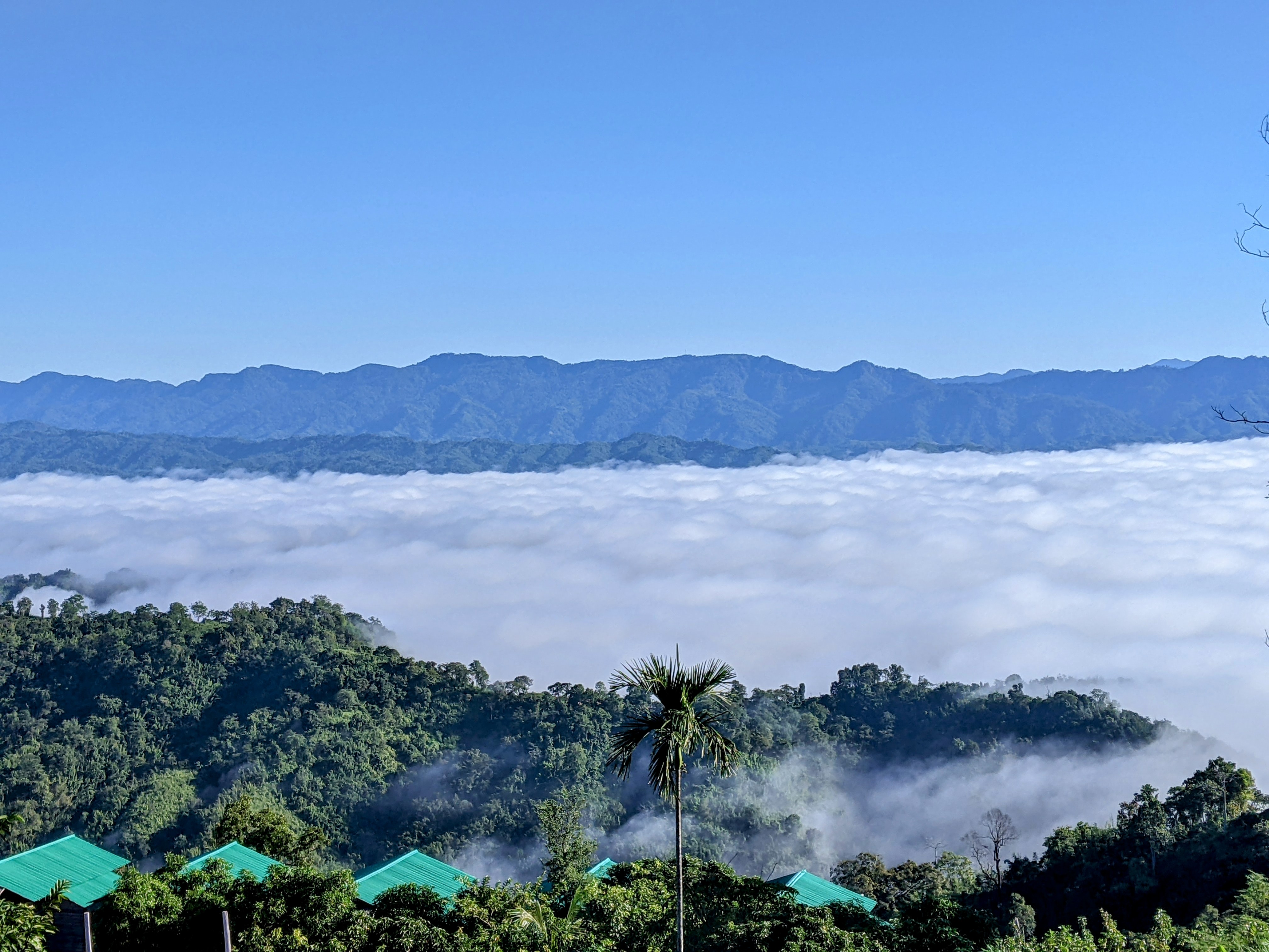 Lush green hills with treetops peaking through a thick layer of low-lying clouds against a backdrop of distant mountains under a clear blue sky.