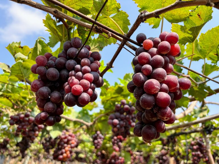 Bunches of grapes hanging from grape vines, a serene view from the grape garden.