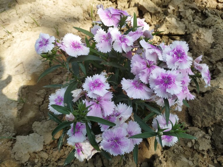 Closeup view of light pink flowers.