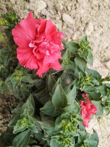 Flower in full bloom surrounded by its dusty foliage, growing in light dry soil, a second flower just visible beneath the leaves.