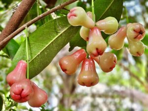 Syzygium samarangense fruits. It’s commonly known as wax apple, Java apple, Semarang rose-apple, and wax jambu. From our garden, Perumanna, Kozhikode, Kerala.