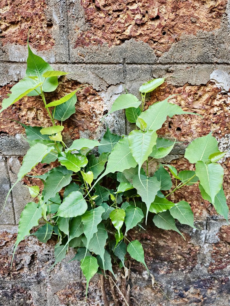 A Ficus religiosa plant is growing in a wall. It’s commonly known as the bodhi tree, peepul tree, peepal tree, pipala tree or sacred fig. From Pantheerankav, Kozhikode, Kerala.