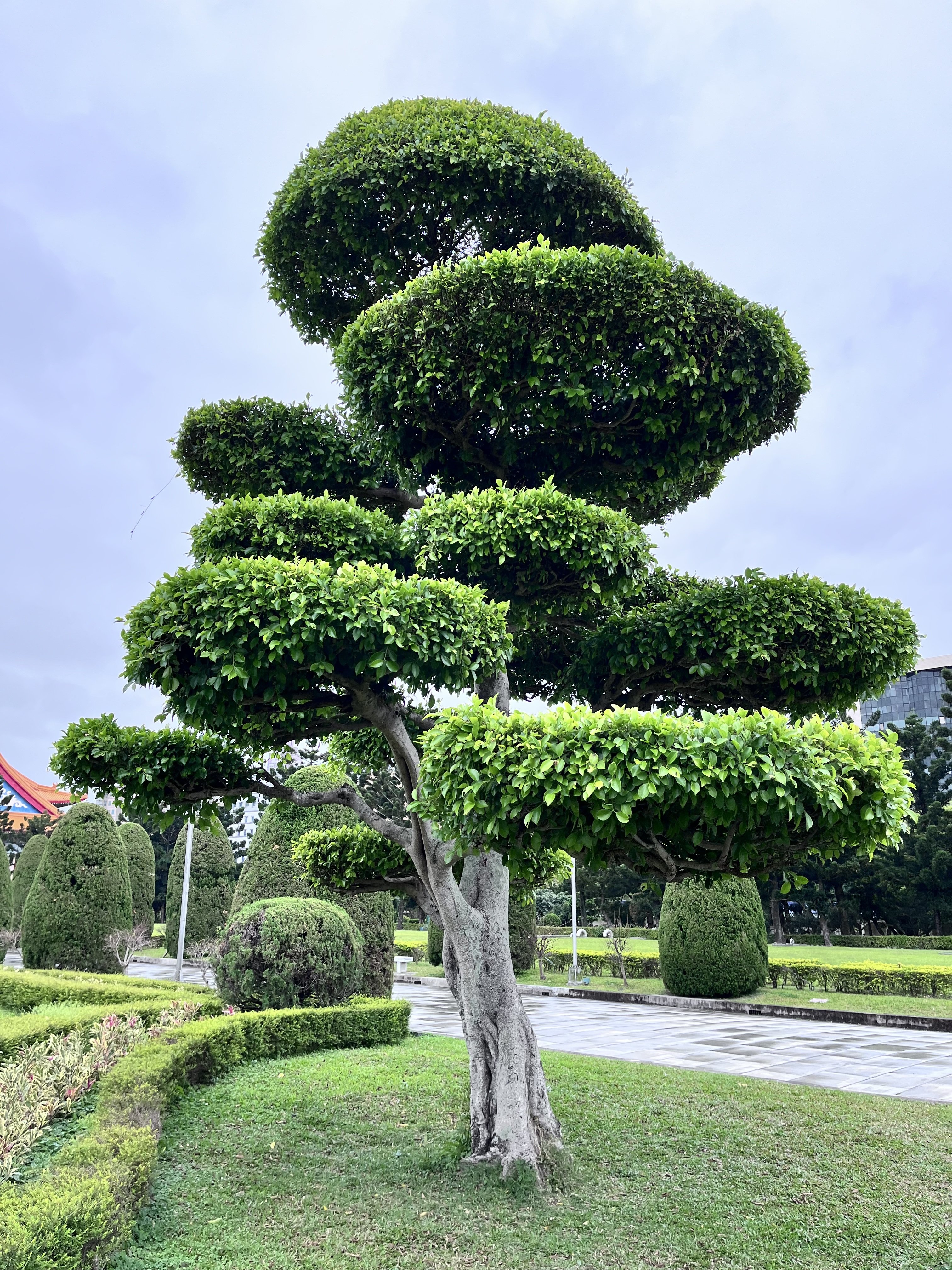 This image shows a tree with its foliage expertly trimmed into tiered spherical shapes, set within a well-maintained garden with geometric hedges. The precision of the topiary provides a striking contrast to the softness of the natural greenery against an overcast sky.