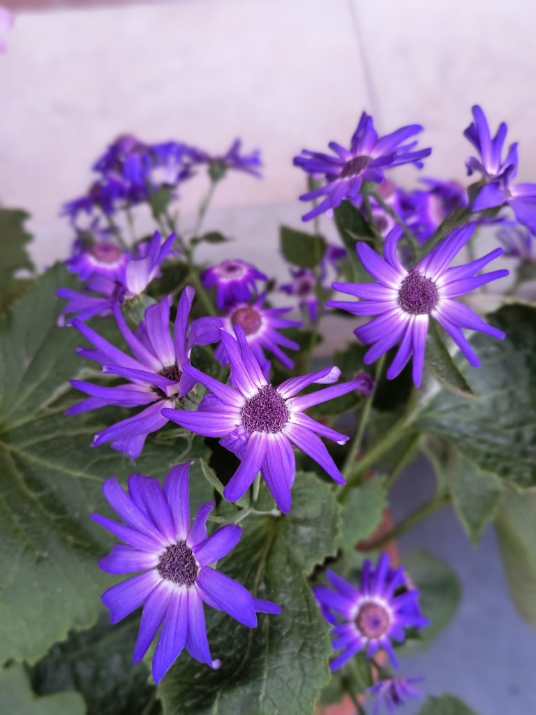 Vibrant purple flowers with prominent central discs and elongated petals, surrounded by green foliage, with a blurred background.