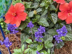 Vibrant red hibiscus flowers and clusters of small purple flowers with lush green foliage and pine straw mulch in a garden setting.